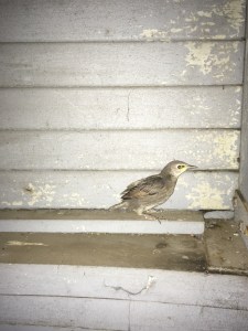 Photo: Baby bird inside observatory.